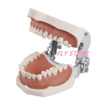 Dantų 28/32 Dantų modelio guma dantų Mokymo Modelį Standartą, Odontologijos Typodont Modelio Demonstravimas Su Nuimamais Dantų
